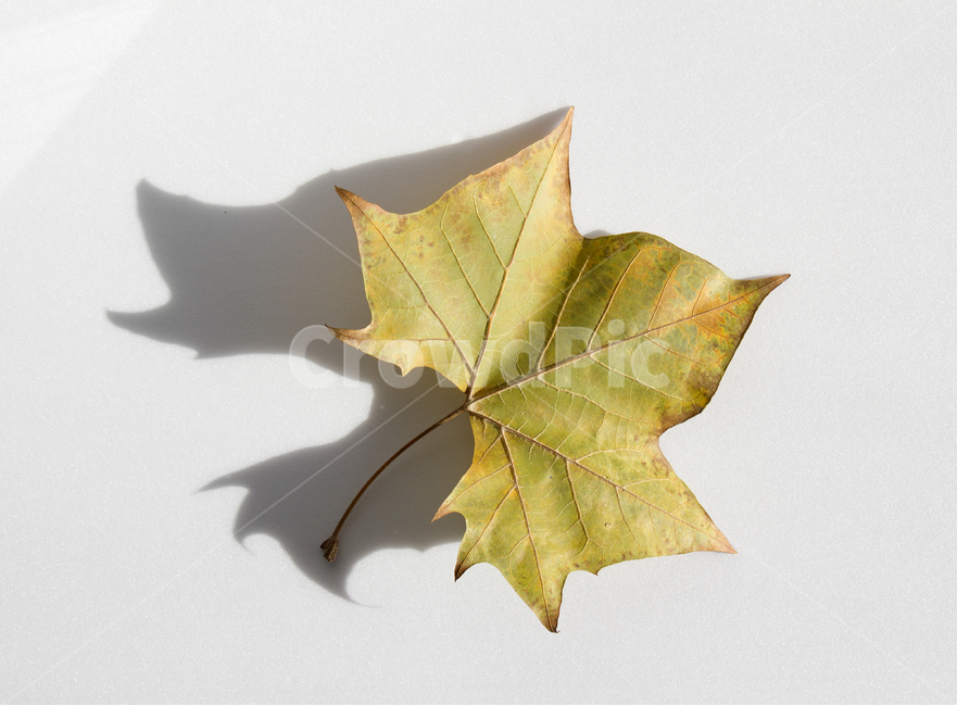 메이플잎,단풍,단풍잎,낙엽,잎,잎사귀,나뭇잎,자연,식물,갈색,브라운,탑,탑뷰,탑앵글,흰배경,가을,메이플,플라타너스,녹색,그린,초록색,뒷면