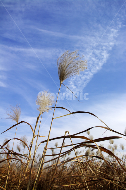 억새,자연,nature,식물,plant,하늘,구름,식물,자연,plants,nature