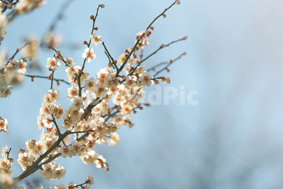 봄,봄꽃,플라워,flower,색감,컬러,식물,자연,계절,생명,plant,봄,계절,spring,season,식물,자연,plants,nature