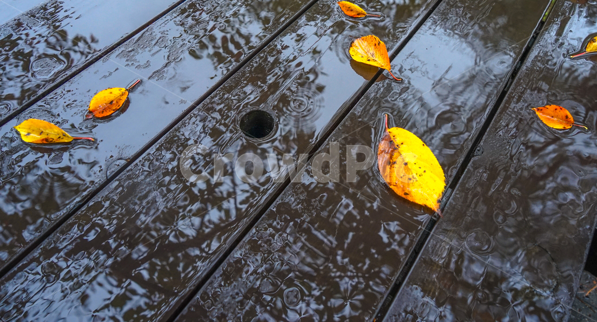 단풍,잎,잎파리,잎새,가을,비,낙엽,가을,계절,fall,autumn,season,비,비오는날,rain,rainy