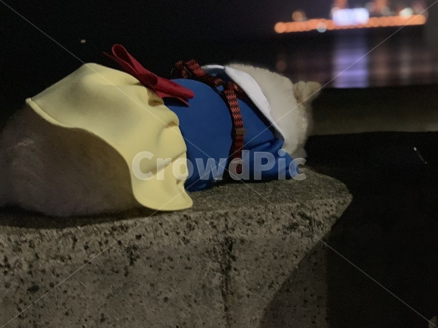 강아지,뒷모습,지침,백설공주,옷,강아지옷,애완견옷,반려견옷,반려견,강아지뒷모습,흰색털,흰털,포메라니언,포메라니안,dog