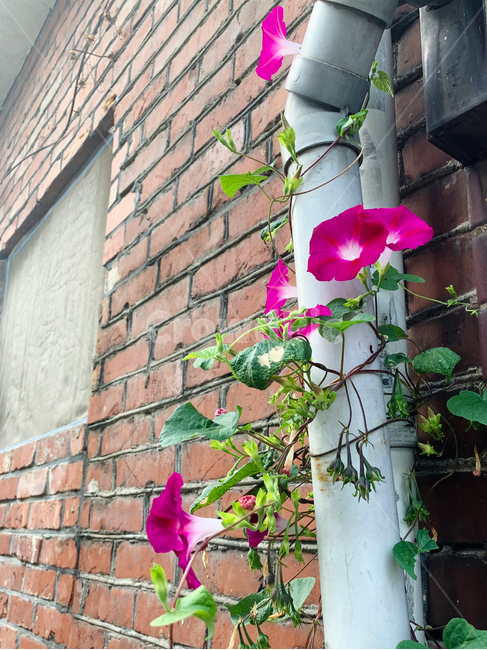 나팔꽃,꽃,아침꽃,plant,flower,blossom,분홍꽃,벽돌,식물,식물,자연,plants,nature,꽃,flower