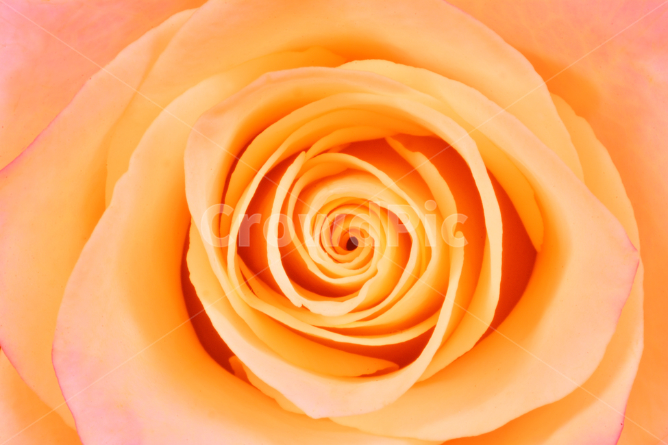 장미,로즈,ROSE,우아한,화려한,향기,향수,화장품,코스메틱,봄꽃,식물,배경,화초,초록,녹색,green,5월의여왕,가시,엘레강스,장미원,장미축제,정원,가든,앞뜰,화단,공원,FLOWERS,5월,꽃잎,꽃송이,나무꽃,SPRING,봄,계절,spring,season,식물,자연,plants,nature,꽃,flower,색깔,색상,색채,색감,color sense,color sensitivity,feeling of color,blossom,rose,plant