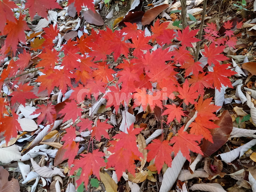 가을,단풍,낙엽,maple,plant,식물,단풍나무,단풍잎,leaf,잎,tree,나무,계절,fallautumnseason,가을단풍,자연,풍경,경치,가을,계절,fall,autumn,season,식물,자연,plants,nature,나무,trees,wood