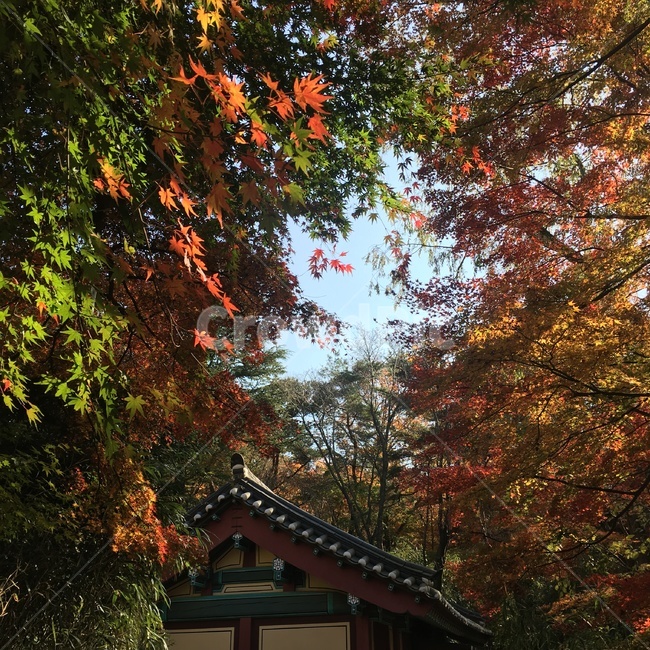 가을,자연풍경,한국전통,단풍,색감,하늘,경주,가을,계절,fall,autumn,season,leaf,잎,plant,식물,tree,나무,maple