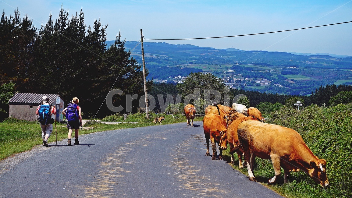 camino,순례길,스페인,가축,풍경,소,그리움,추억,향기,해외,외국,세계,foreign,oversea,world