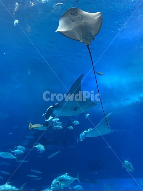 mantaray,만타레이,fish,물고기,해양생물,sealife,동물,animal,sea,ocean