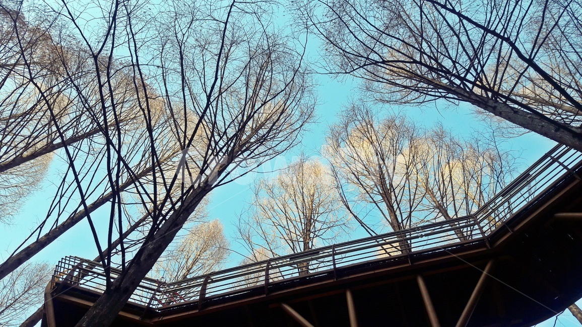 나무,자연,하늘,기상,여유,푸르름,감성,자유,자연,풍경,nature,landscape,tree,plant,식물