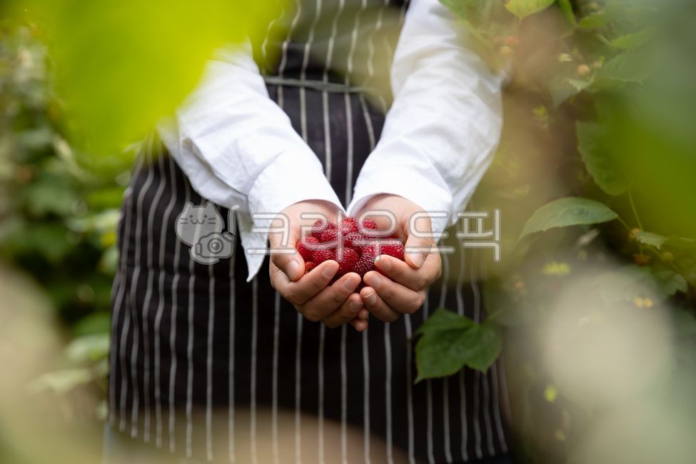 dipped,rural,agricultural products,put,hold,red,white,female,in hand,raspberry,return to farming,landscaping,upper body,field,orchard,person,plant,lift,reddish,collect,daytime,full,woman,gardening,fruit,hold out,show,apron,industry,crops,berries,vegetable