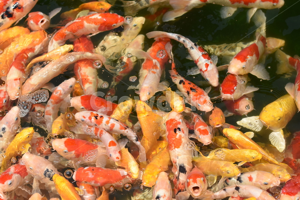 잉어,물고기,비단잉어,알록달록,동물,어류,연못,자연,동물,animal,어류,물고기,fish