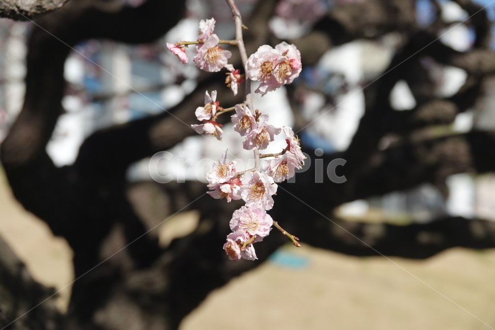 식물,꽃,벚꽃,봄,plkant,blossom,flower,cherryblossom,봄,계절,spring,season,식물,자연,plants,nature,꽃,flower