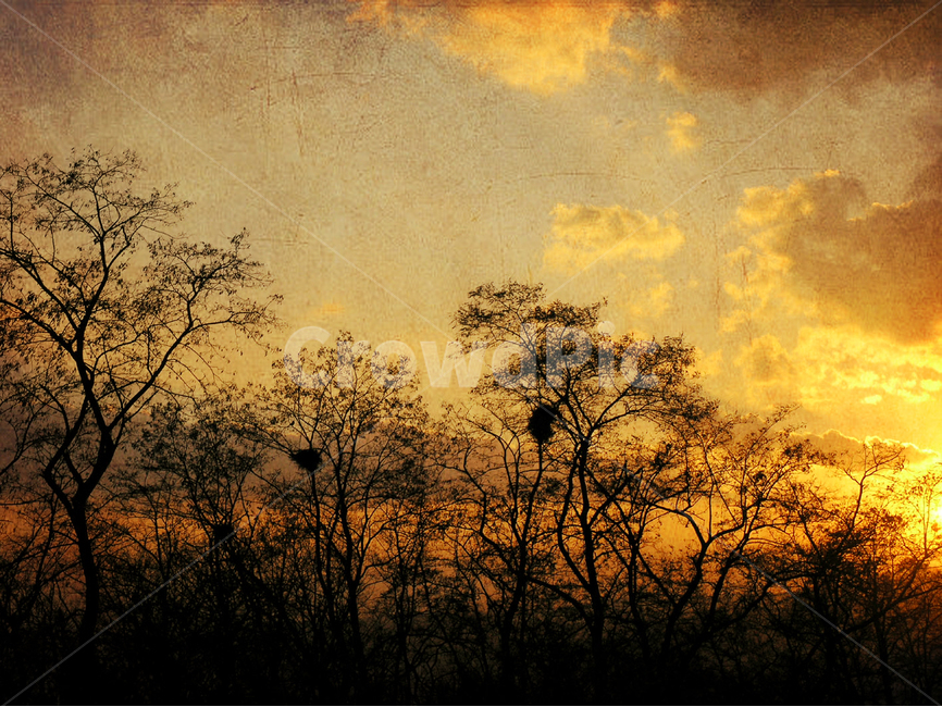 빈티지,감성,석양,노을,해질무렵,vintage,feeling,emotion,sensible,old,sunset,배경,바탕화면,백그라운드,baclground,classic,클래식,분위기,느낌,필,구름,하늘,나뭇가지,겨울나무,오래된,올드,희미한,흐릿한,아스라한,갈색,브라운,brown,검정,블랙,고전주의,자연,풍경,nature,landscape,실루엣,그림자,silhouette,shadow,빈티지사진,빈티지느낌,빈티지감성,vintage,outdoors,옥외