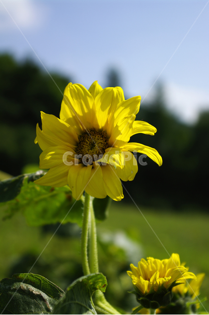 해바라기,꽃,식물,flower,자연,plant,식물,자연,plants,nature,꽃,flower