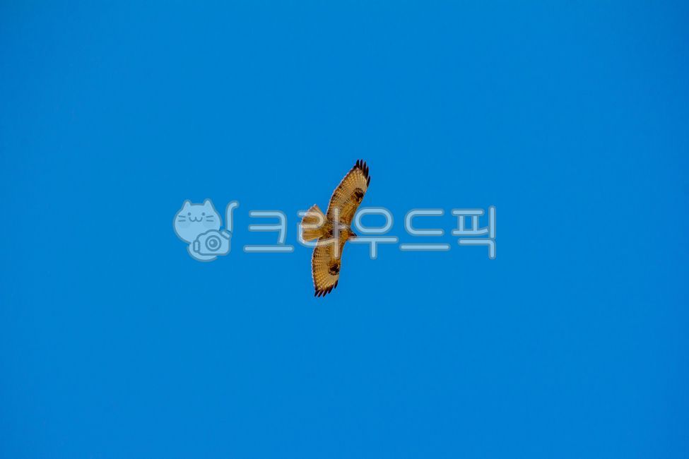 황조롱이,kestrel,bird,새,옥외,outdoors