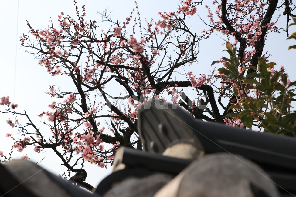 홍매화,매화,기와,전통,봄,목가적,봄,계절,spring,season,식물,자연,plants,nature,꽃,flower,plant,blossom,cherry blossom,벚꽃
