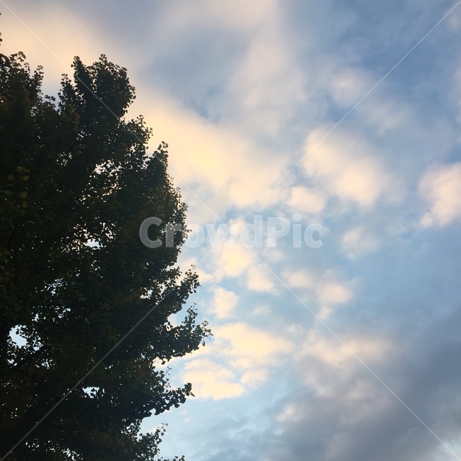 나무,하늘,구름,자연,풍경,자연,풍경,nature,landscape,tree,plant,식물,fir,전나무