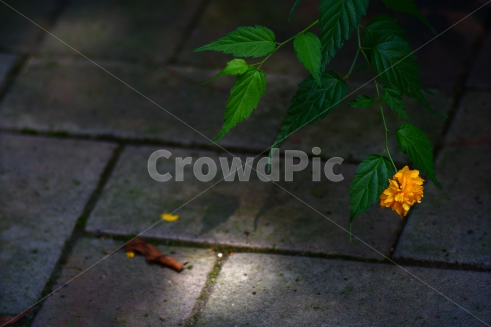 노랑,yellow,flower,식물,초록,화단,보케,공원,휴식,들꽃,식물,자연,plants,nature,꽃,flower