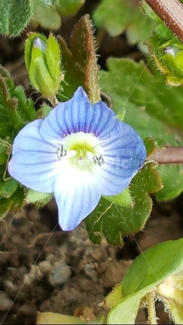 봄까치꽃,풀꽃,식물,자연,보라핵,식물,자연,plants,nature,꽃,flower