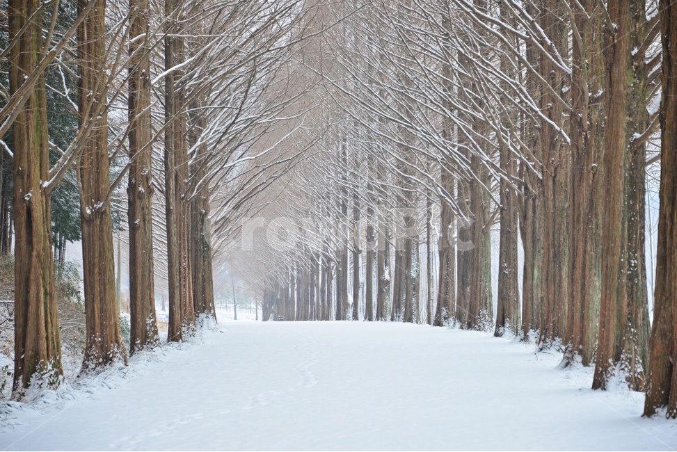 nature,자연,outdoors,옥외,snow,눈,blizzard,눈보라,storm,폭풍,winter,겨울,담양,메타길,메타스콰이어길,메타길설경,설경,겨울,계절,winter,season,자연,풍경,nature,landscape