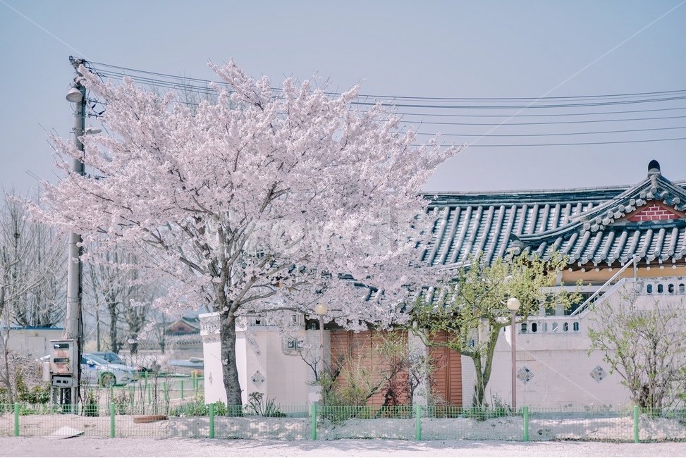 봄,경주,벚나무,꽃동네,벚꽃,봄꽃,마을,봄,계절,spring,season,시골,마을,풍경,landscape,country,rural,town,한국전통,한국문화,korean traditional,korean culture,식물,자연,plants,nature,나무,trees,wood,plant