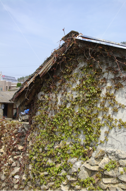 집,넝쿨,식물,plant,벽,하늘,건축물,건물외관,exterior,building,structure,architecture,construction
