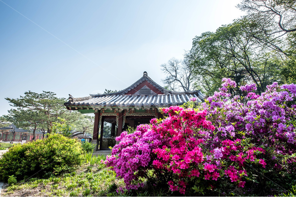 나무,푸른정원,푸른,봄,철쭉,분홍꽃,진달래,정자,봄,계절,spring,season,한국전통,한국문화,korean traditional,korean culture,식물,자연,plants,nature,꽃,flower,outdoors,옥외,garden,정원