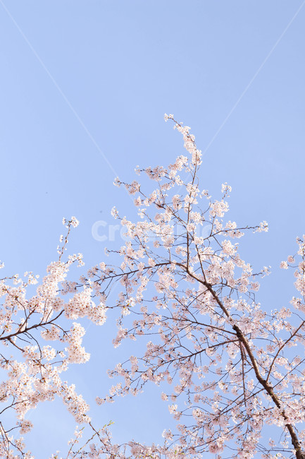 꽃,벚꽃,봄꽃,flower,봄,분홍,blossom