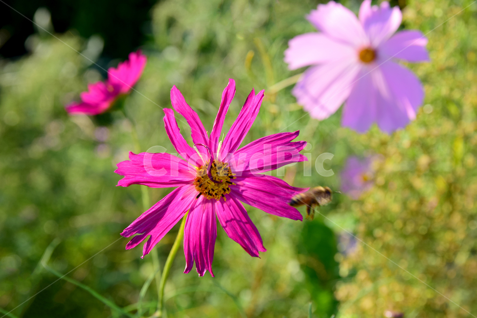 코스모스,코스모스꽃,꽃,벌,꿀벌,가을,가을꽃,식물,국화과,꽃잎,cosmos,flower,fall,autumn,blossom,bee,honeybee,식물,자연,plants,nature,꽃,flower,곤충,벌레,insect,bug