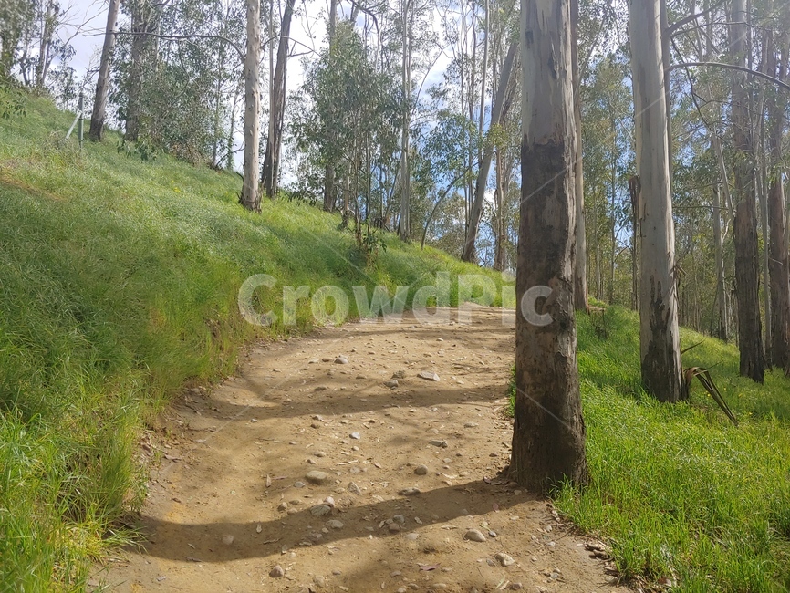tree,plant,trail,산길,나무
