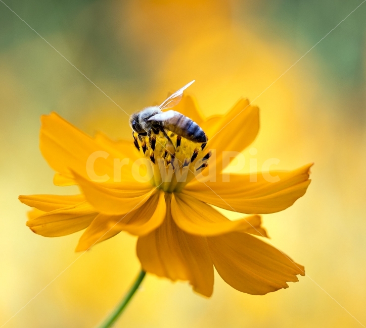 벌,곤층,꽃,코스모스,자연,식물,자연,plants,nature,꽃,flower,동물,animal,곤충,벌레,insect,bug