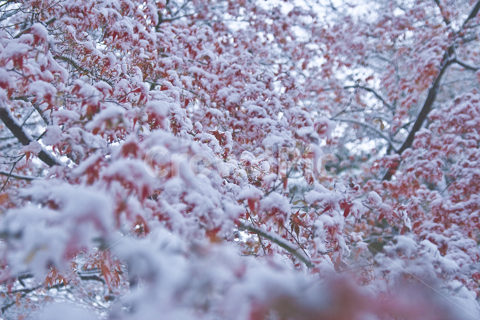 겨울,식물,풍경,눈,눈꽃,나무,겨울,계절,winter,season