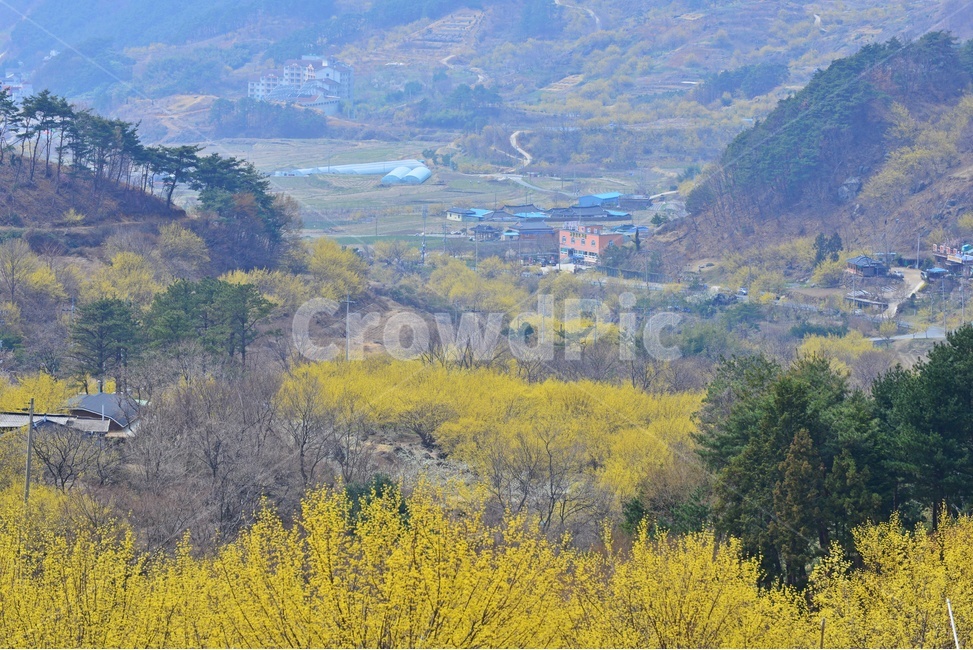 전남,구례,산동,산수유마을,산동산수유마을,산수유,산수유꽃,봄꽃,봄,계절,노랑꽃,nature,자연,outdoors,옥외,자연,풍경,nature,landscape