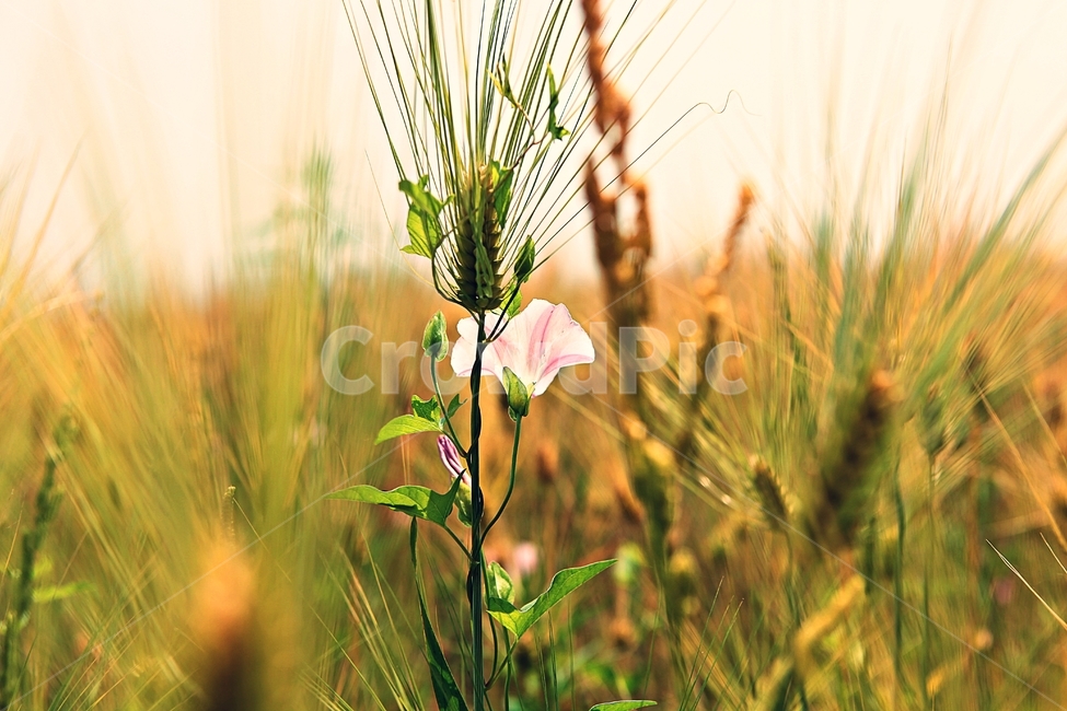 나팔꽃,보리밭,꽃,보리,곡식,자연,식물