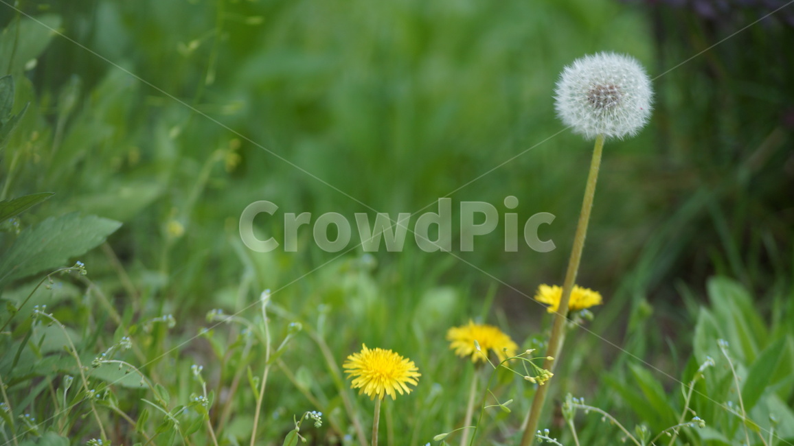 민들레,풀잎,봄,배경,대지,식물,자연,plants,nature,꽃,flower