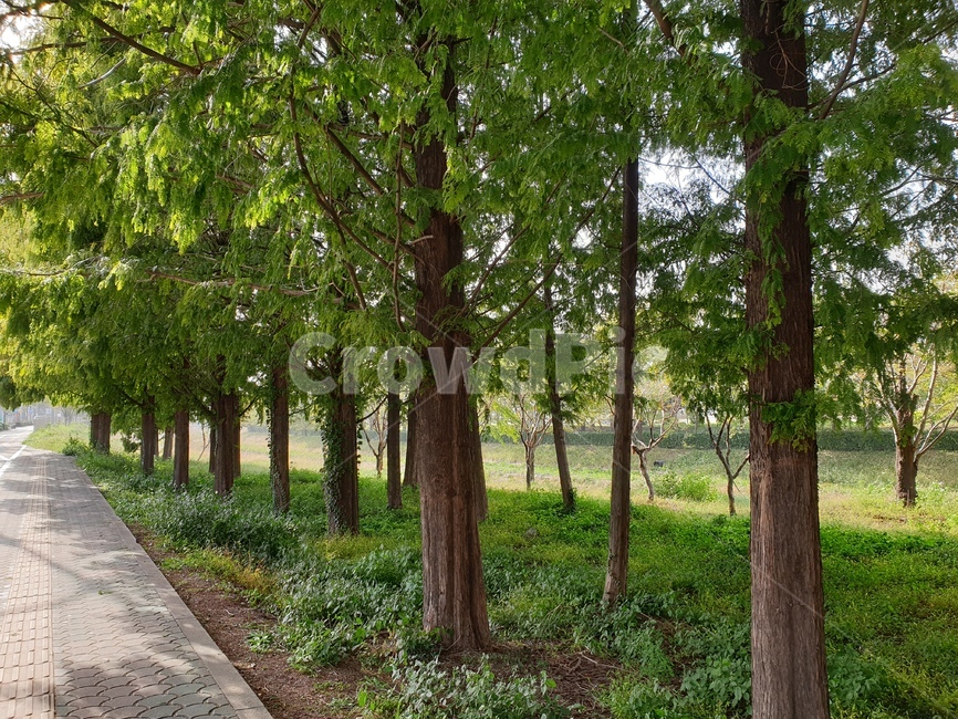 tree,나무,plant,식물,경상대정문,나무줄기,treetrunk,메타세콰이어