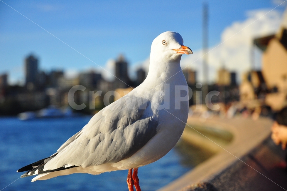 갈매기,바다,해변,시드니,호주,야생,동물,자연,관광지,새,seagull,sea,tour,sydney,australia,wild,nature,animal,bird,동물,animal,조류,새,birds