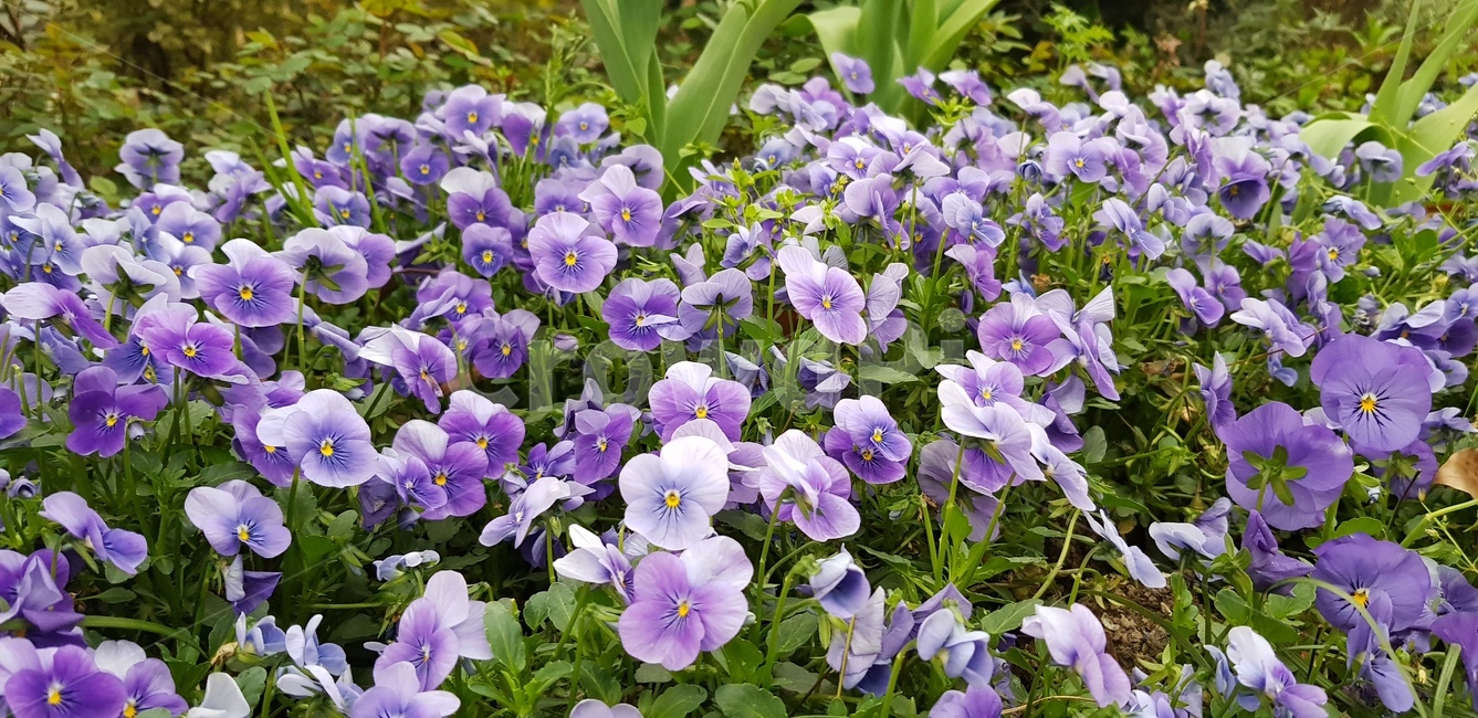 꽃,들꽃,봄,연보라,보라색,흰색,자연,계절,식물,season,plants,nature,flower,식물,자연,plants,nature,꽃,flower