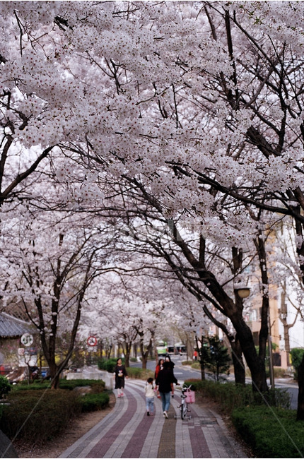 spring,Cherry Blossom,Hongjecheon,Emotion,film,film camera