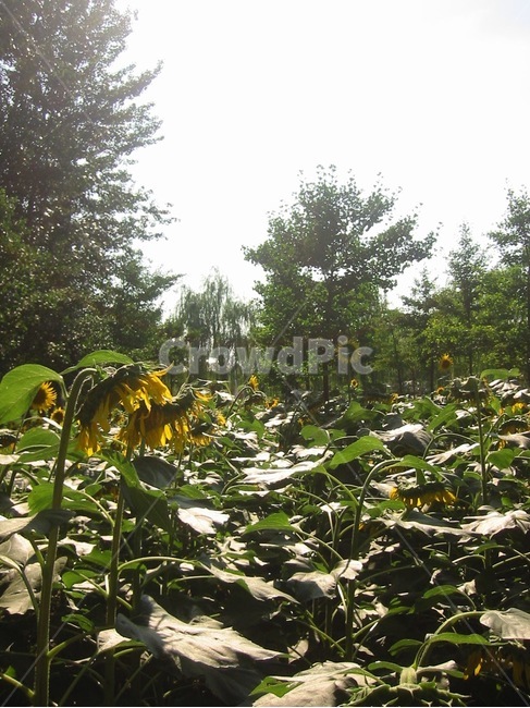 해바라기,들판,역광,식물,꽃,꽃밭,자연,햇살,식물,자연,plants,nature,꽃,flower
