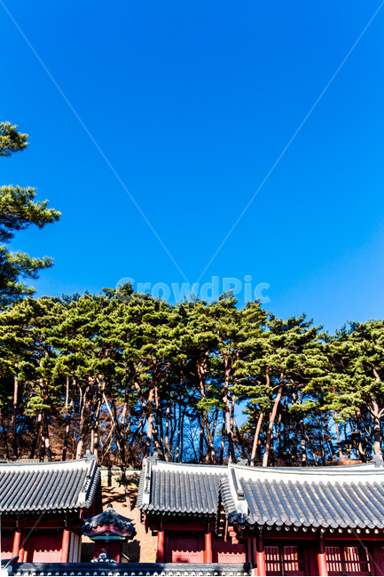 고궁,기와,패턴,선,소나무,관광지,한국전통,한국문화,korean traditional,korean culture,건축물,건물외관,exterior,building,structure,architecture,construction