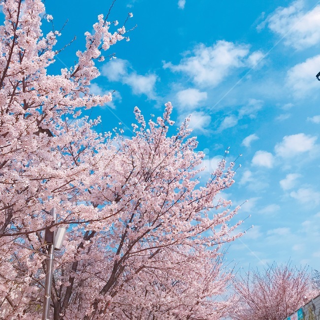 봄,벚꽃,꽃,풍경,계절,springseason,식물,자연,plants,nature,flower,나무,treeswood,공원,하늘,구름