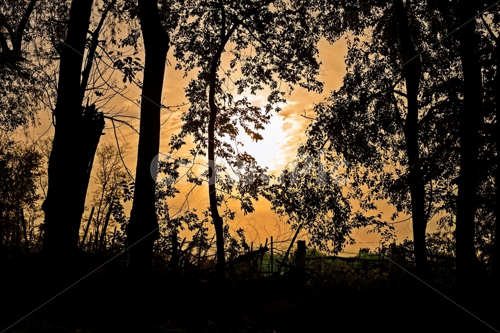 풍경,일몰,나무,구름,붉은노을,산,숲,역광,nature,scenery,tree,sky,sunset,자연,풍경,nature,landscape,식물,plants,나무,trees,wood,실루엣,그림자,silhouette,shadow,outdoors,옥외