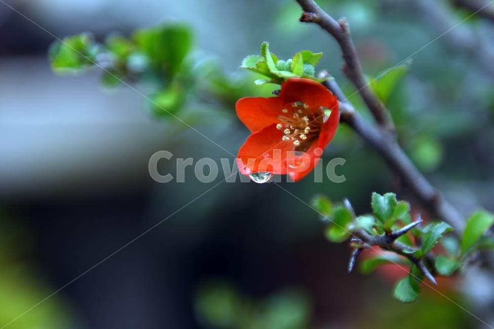 식물,꽃,감성사진,자연,flower,꽃사진,봄,봄꽃,계절,빗방울,비,감성,4월,spring,힐링,자연풍경,풍경,식물,자연,plants,nature,꽃,flower