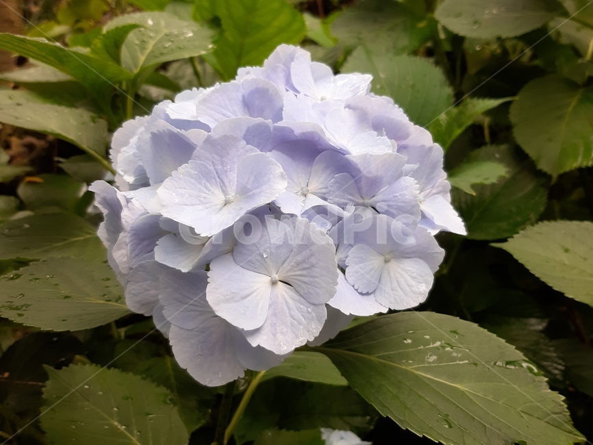 하얀꽃,whiteflower,beauty,꽃,bloom