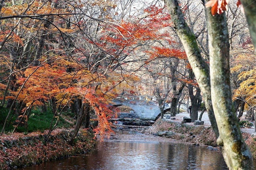 가을,단풍잎,나무,자연,계절,풍경,낙엽,nature,autumn,season,고창,선운사,시냇물,노란색,붉은색,가을,계절,fall,autumn,season,자연,풍경,nature,landscape,한국자연풍경,한국자연경관,korea nature landscape,plant,식물,tree