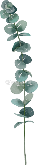 green,leaves,eucalyptus,plant,leaf,Watercolor,Herb
