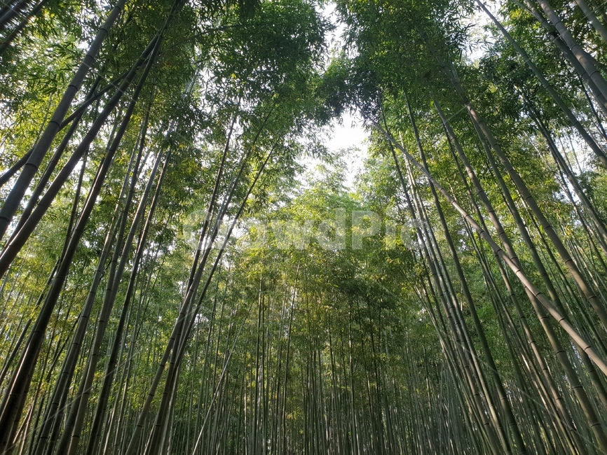 대나무,대나무숲,숲,공원,나무,bambusoideae,죽녹원,죽림원,park,기둥,나무기둥,식물,wood,forest,산,산림,공기정화,fresh,신선한,기분,산림욕,식물,자연,plants,nature,나무,trees,wood