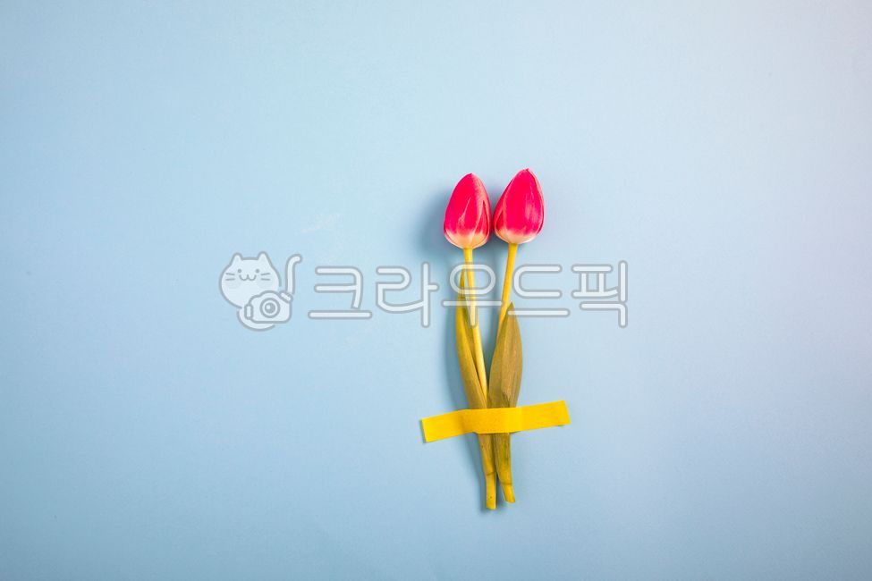 A flower bud,fragrant,cikiroaoer,background paper,red tulip,spring flowers,spring,beautiful,petal,paper,colored paper,coloredpaper,redtulip,folwer,redflower,confetti,pretty,collar,blossom,flowerbuds,tulip,springflowers,flower,red flower,backgroundpaper,ba