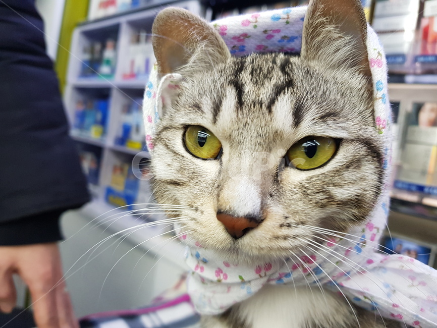 고양이,손수건,코숏,암컷,앞모습,흰수염,animalcompanion,cat
