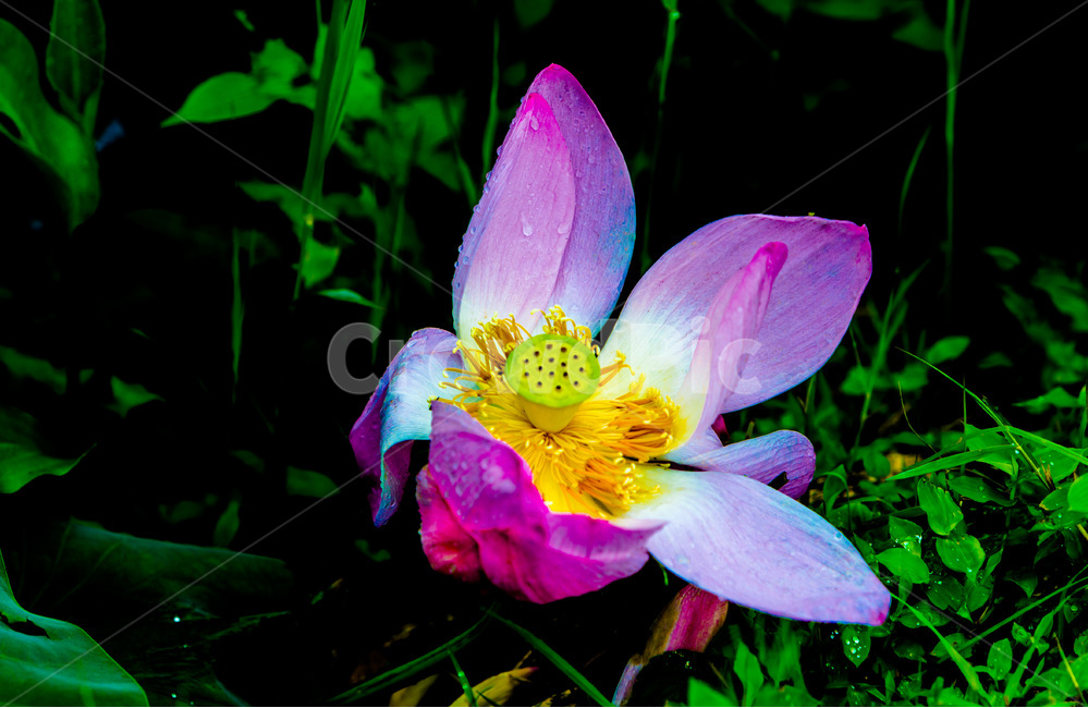 연꽃,만개,연잎,문양,무늬,자연,식물,자연,plants,nature,꽃,flower